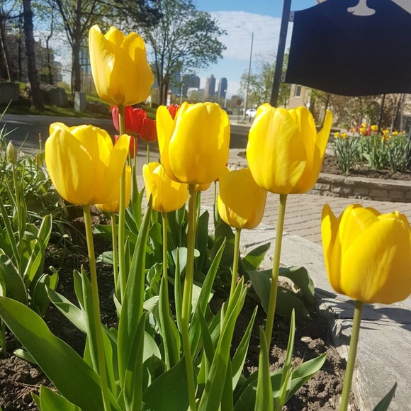 Meet your Posher, AJ - Picture 1 of 1